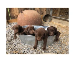 Lab Puppies with Full AKC Registration Great Father's Day gift - 2