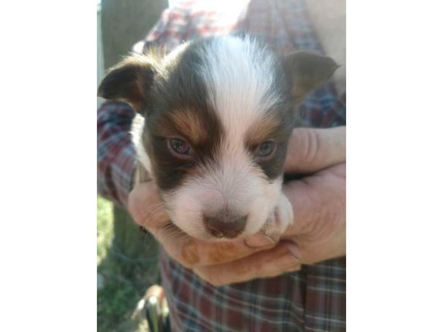 Teacup & Toy Australian shepherd $600 - $800 in Lane, Kansas - Puppies