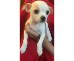 2 adorable Female Chihuahua puppies 8 weeks old
