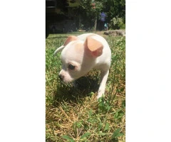 2 adorable Female Chihuahua puppies 8 weeks old - 4