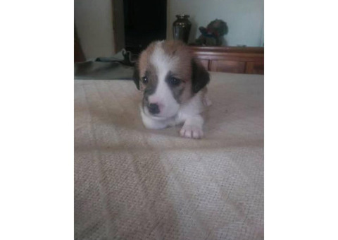 8 Pitsky puppies left to rehome