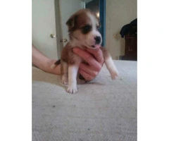 8 Pitsky puppies left to rehome - 6