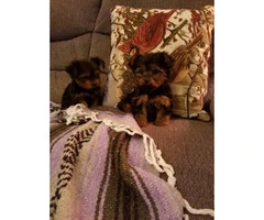 Male & Female Ckc registered yorkie puppies for sale - 2