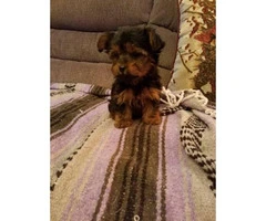 Male & Female Ckc registered yorkie puppies for sale - 3
