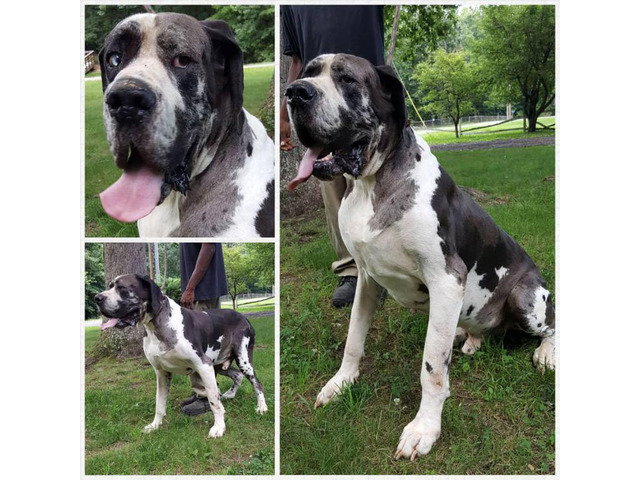 Female Harlequin GREAT DANE District Heights Puppies For Sale Near Me