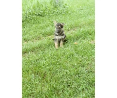 German Shepherd Puppies have AKC Reg - 1
