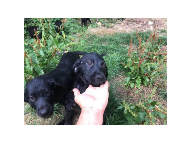 10 week old black lab puppies available in West Virginia USA