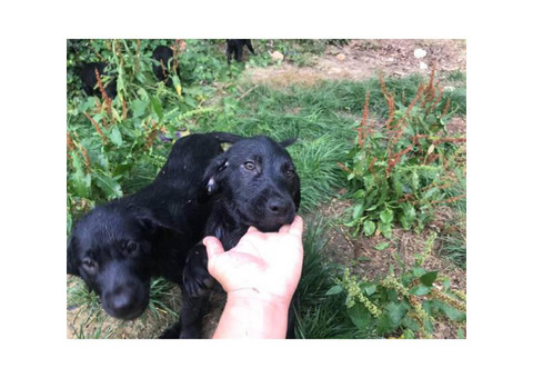 10 week old black lab puppies available
