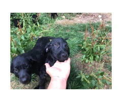 10 week old black lab puppies available - 1