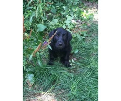 10 week old black lab puppies available - 2