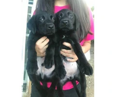 10 week old black lab puppies available - 3