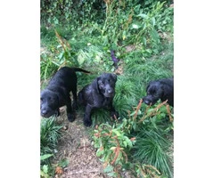 10 week old black lab puppies available - 4