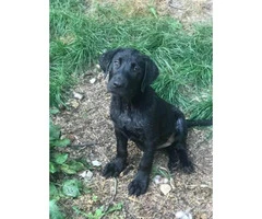 10 week old black lab puppies available - 5