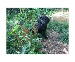 10 week old black lab puppies available - 6