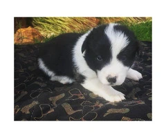 Corgi puppies for sale  sired by a CKC Reg