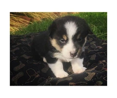 Corgi puppies for sale  sired by a CKC Reg - 3
