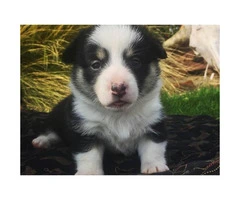 Corgi puppies for sale  sired by a CKC Reg - 4