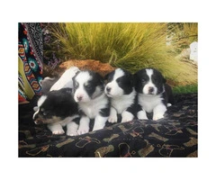 Corgi puppies for sale  sired by a CKC Reg - 6