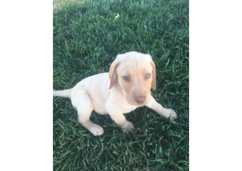 8 weeks old Lab Puppies Pet Non-papered