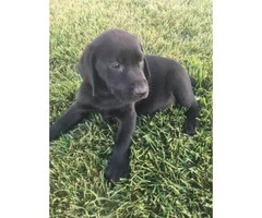 8 weeks old Lab Puppies Pet Non-papered - 5