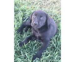 8 weeks old Lab Puppies Pet Non-papered - 6