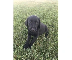8 weeks old Lab Puppies Pet Non-papered - 7