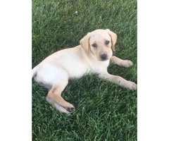 8 weeks old Lab Puppies Pet Non-papered - 9