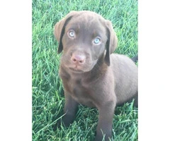 8 weeks old Lab Puppies Pet Non-papered - 10