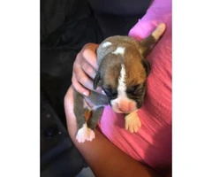 AKC registered Boxer puppies for sale