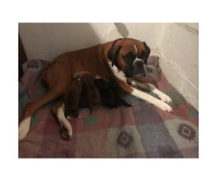 AKC registered Boxer puppies for sale - 2