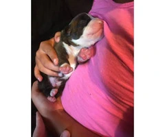 AKC registered Boxer puppies for sale - 3