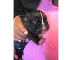 AKC registered Boxer puppies for sale - 4