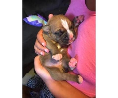 AKC registered Boxer puppies for sale - 6
