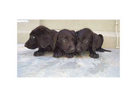 Litter of all black and registered lab puppies