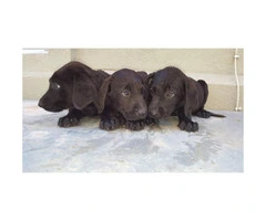 Litter of all black and registered lab puppies - 1