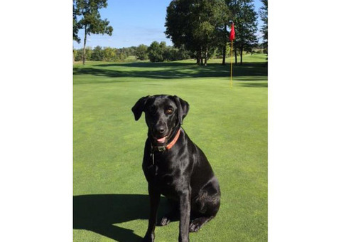AKC Registered Black Lab Puppies $750