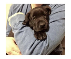AKC Registered Black Lab Puppies $750 - 3