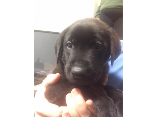 AKC Registered Black Lab Puppies $750 in Southfield ...