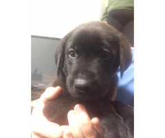 AKC Registered Black Lab Puppies $750 - 4