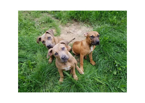 Male and female Plott Hound Mix