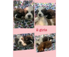 chihuahua x lhasa apso puppies sale - 2