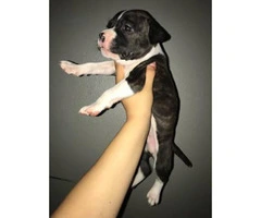 Pitbull puppies for sale - from Litter of 10