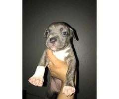 Pitbull puppies for sale - from Litter of 10 - 4