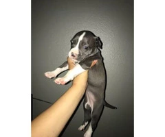 Pitbull puppies for sale - from Litter of 10 - 5