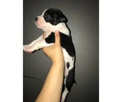 Pitbull puppies for sale - from Litter of 10 - 7