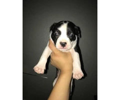 Pitbull puppies for sale - from Litter of 10 - 8