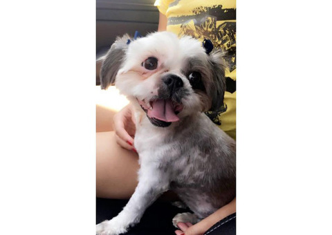 4  Shih Tzu Puppies - Will be ready in 4 weeks