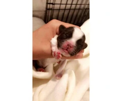 4  Shih Tzu Puppies - Will be ready in 4 weeks - 3