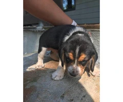 AKC Beagle Puppies to approved homes - 1