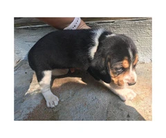 AKC Beagle Puppies to approved homes - 2